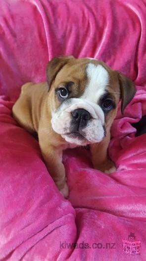 English Bulldog Puppies available