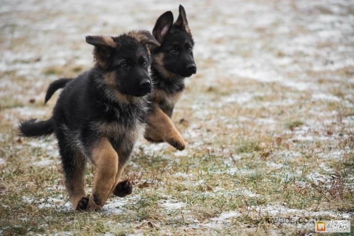 German Shepherd PuppY for adoption