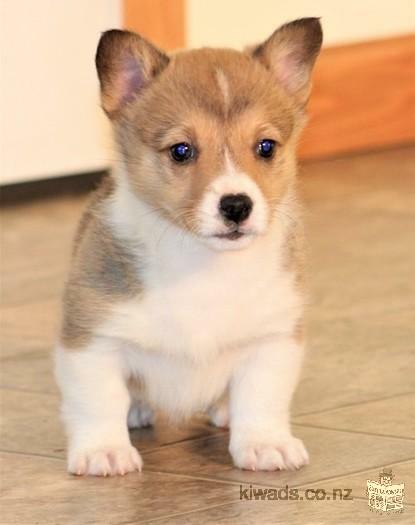 Pembroke Welsh Corgi