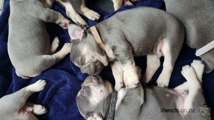 Pure bred french bulldog puppies