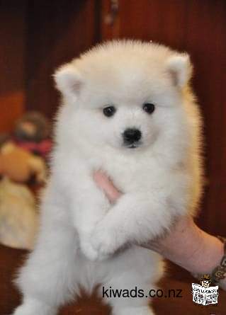 Pomeranian spitz