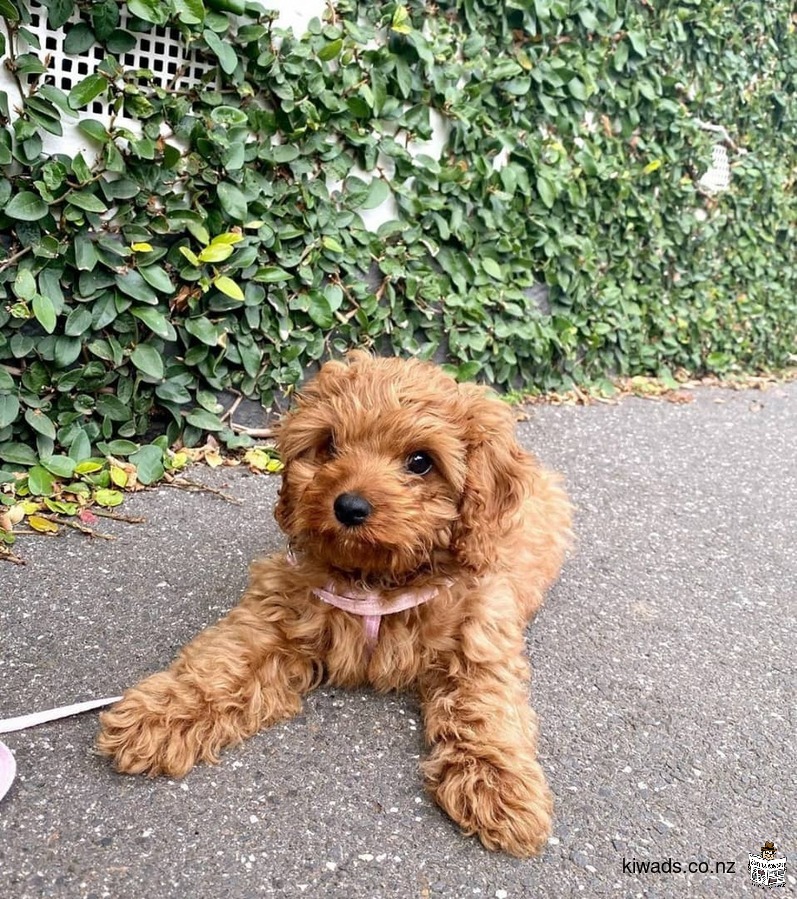 Goldendoodle Puppies