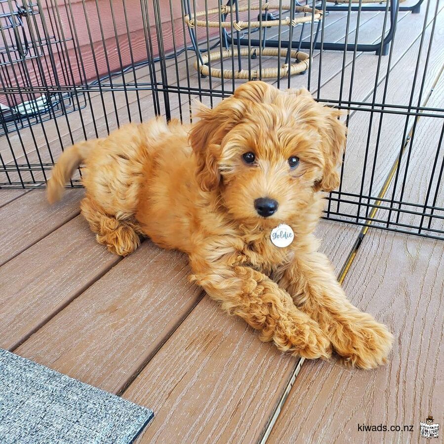 Goldendoodle Puppies