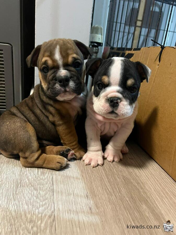 3 male English bulldog puppies