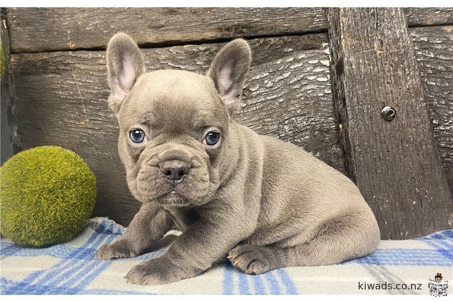 Male and Female Blue French Bulldog Puppies Seeking Lovely Home