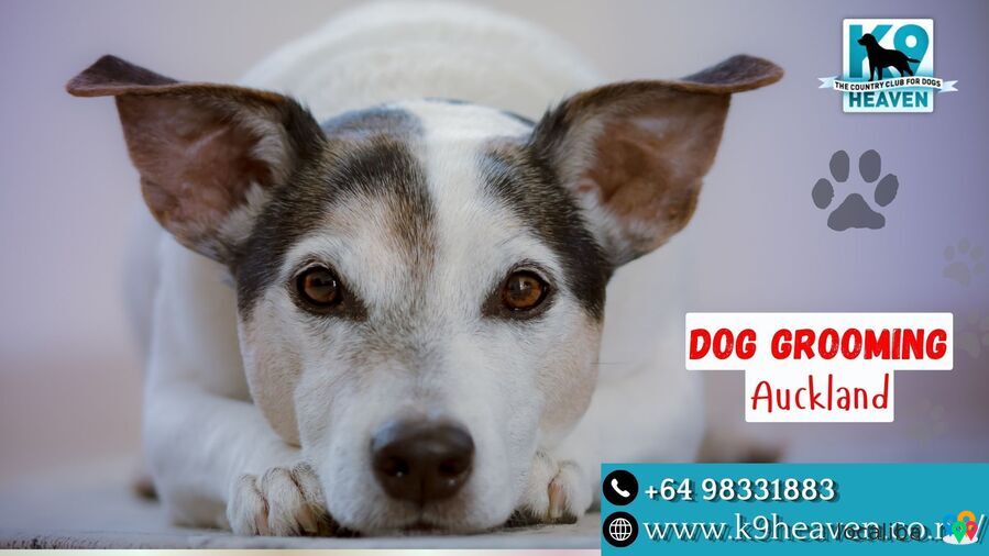 Dog Grooming Auckland