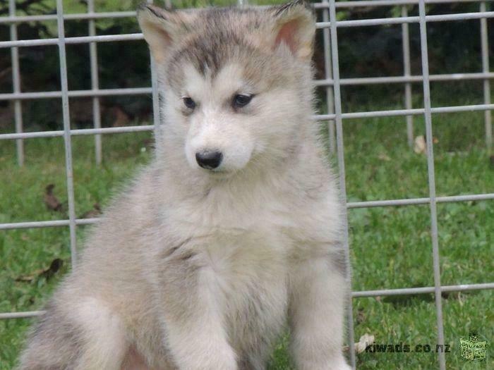 Good-naturedness Alaskan Malamute puppies