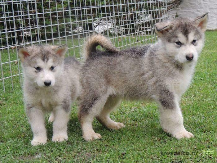 Good-naturedness Alaskan Malamute puppies