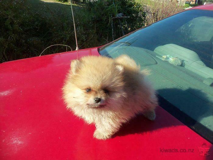 $250, Gorgeous Pomeranian Puppies Ready Now ( Makle & Female .)