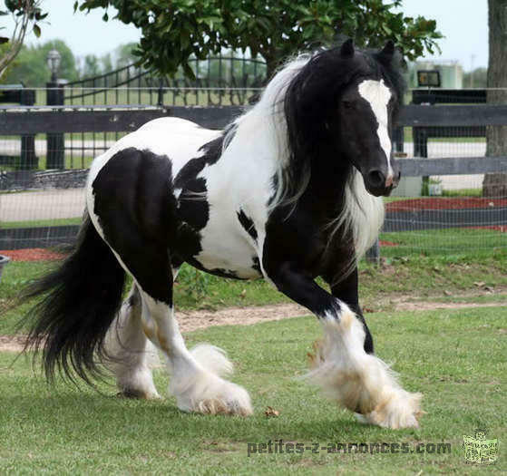 Trained Gypsy Vanner Horses Available