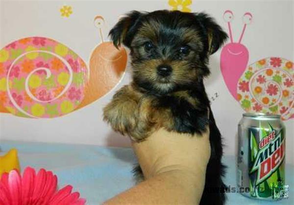 Quality Teacup Yorkies & Maltese Puppies.