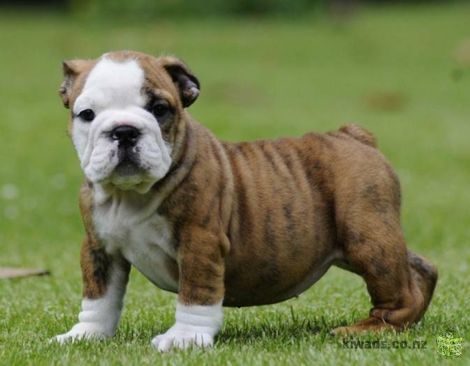 Well Trained Gorgeous English Bulldog Puppies