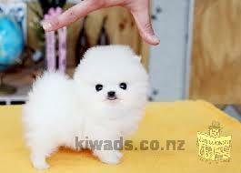 cute pomeranian puppy