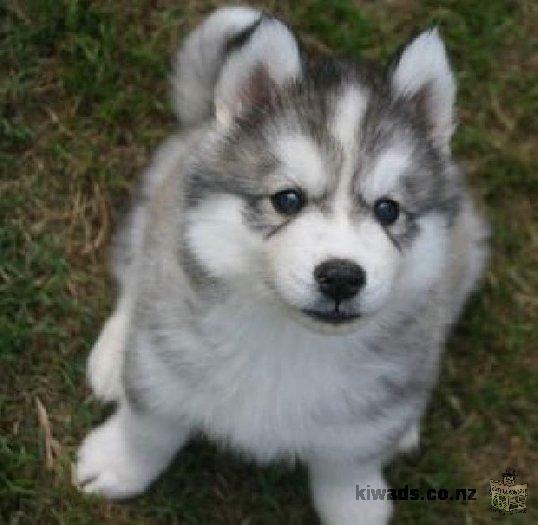 Siberian husky pups