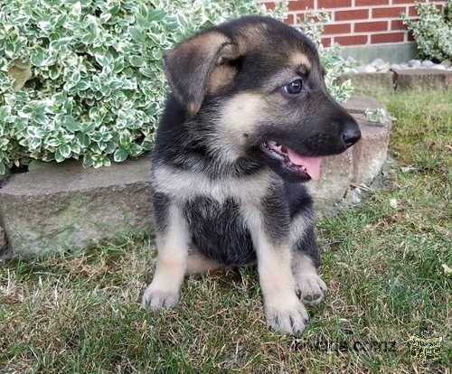 pot formé allemand chiots berger pour vous