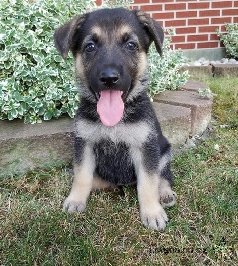 potty trained german shepherd puppies for you