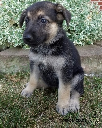 pot formé allemand chiots berger pour vous