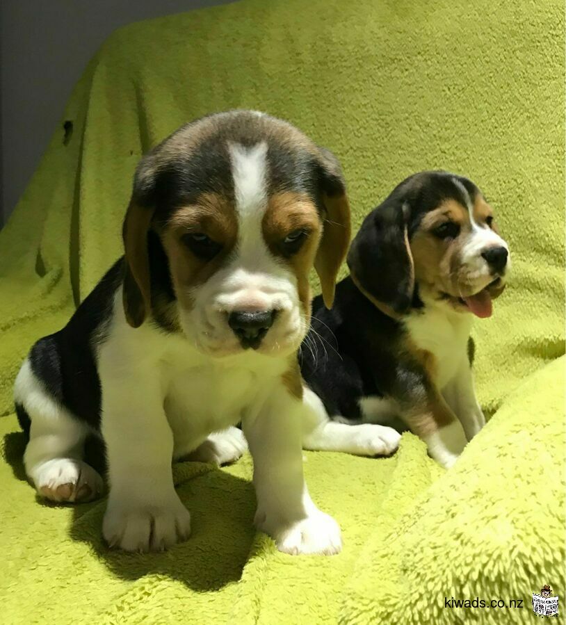 Male and Female Beagle puppies