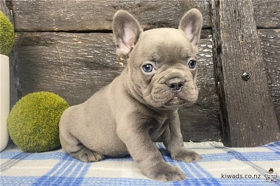 Male and Female Blue French Bulldog Puppies Seeking Lovely Home