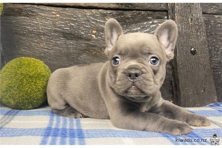 Male and Female Blue French Bulldog Puppies Seeking Lovely Home