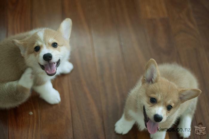 Playful Red and white Welsh Corgi Puppies