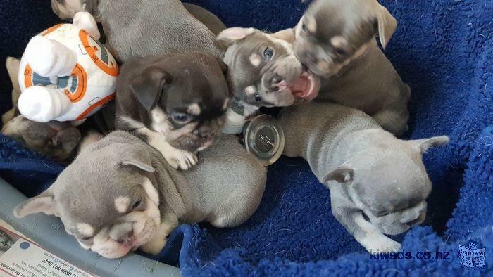 Pure bred french bulldog puppies