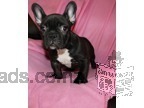 Stunning French Bulldog Pupppies Available Now