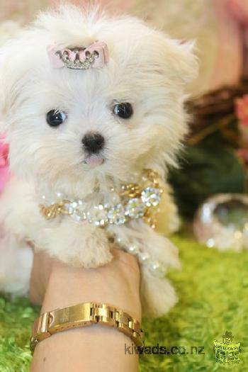 Teacup Maltese Puppies for sale.