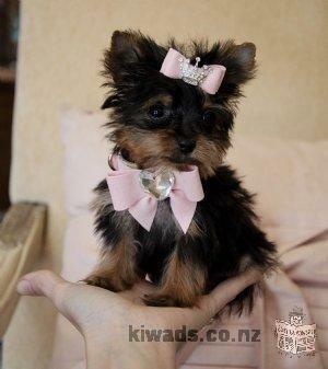 Teacup Yorkie PuppY for free adoption
