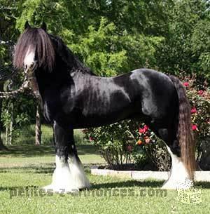 Trained Gypsy Vanner Horses Available