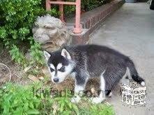 We have Siberian Husky puppies for adoption text at (724) 381-1335